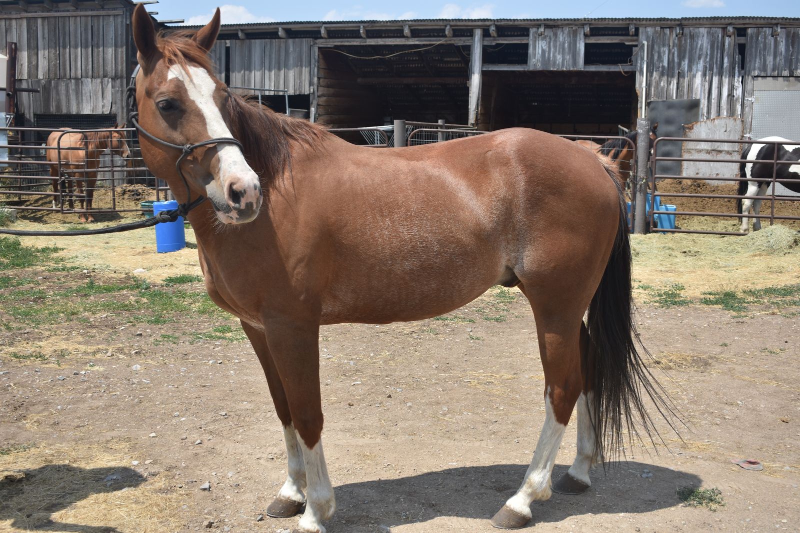 11 Year Old Sorrel Gelding