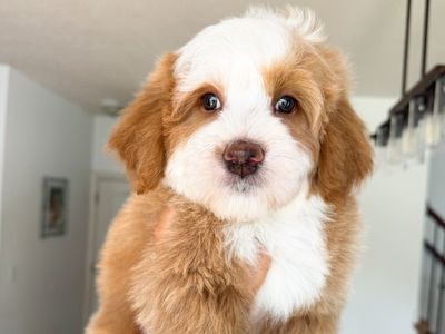 Mini Bernedoodle Hypoallergenic straight coat!