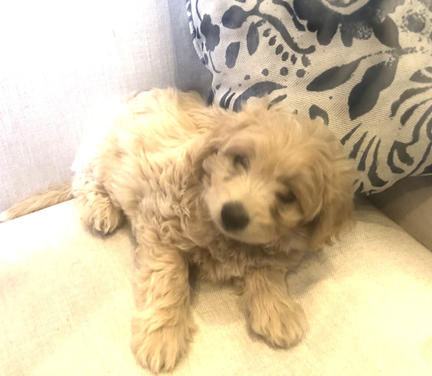 Adorable Coton de Tulear doodle puppies