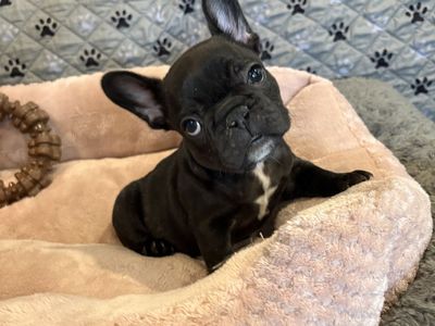 French Bulldog Puppies