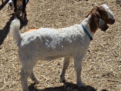 7 boer goats
