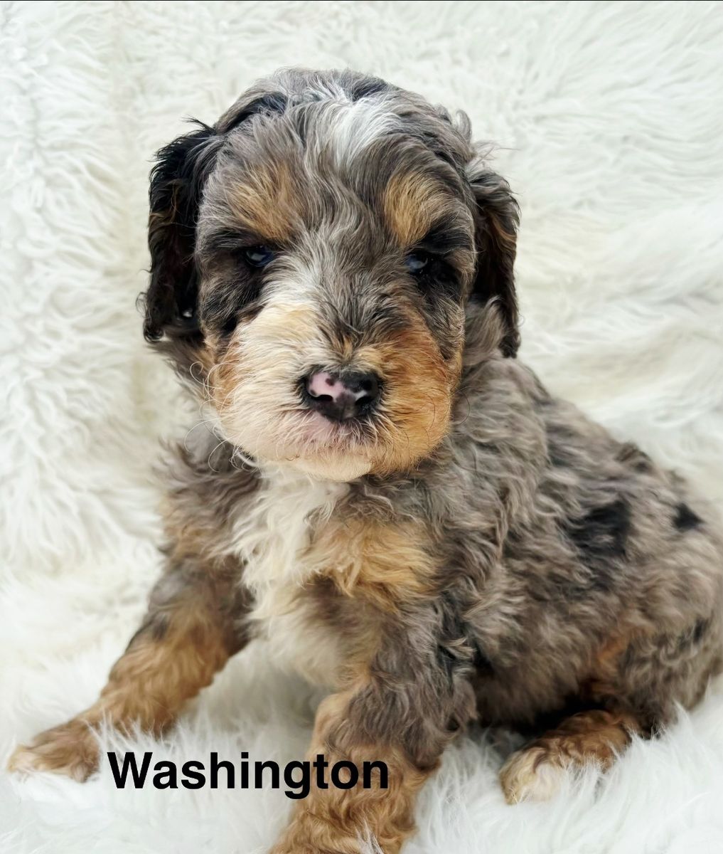 Mini Bernedoodles