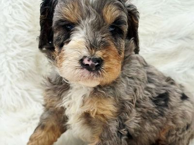 Mini Bernedoodles