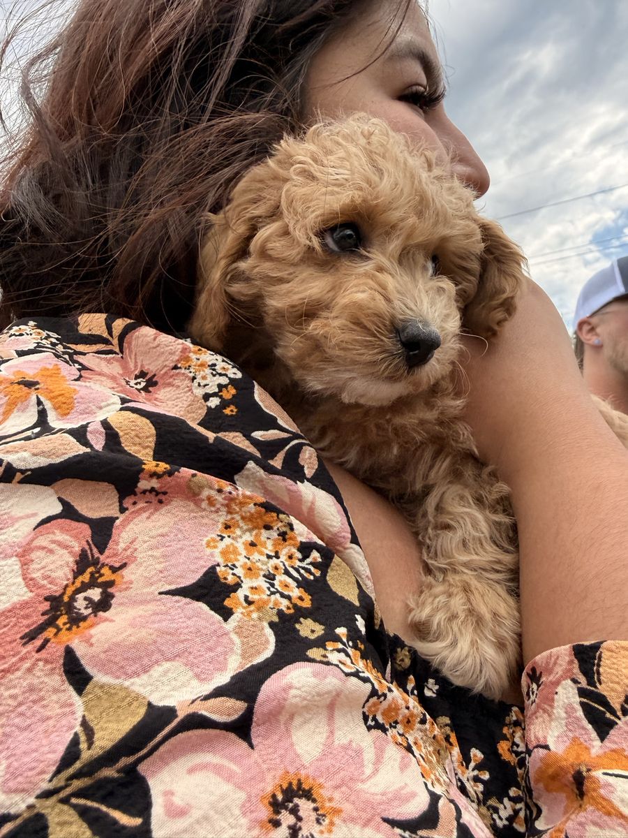 Female cockapoo puppy in need of a new home
