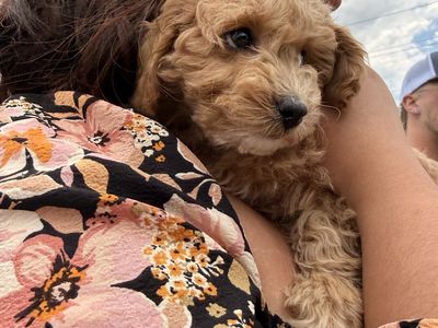 Female cockapoo puppy in need of a new home