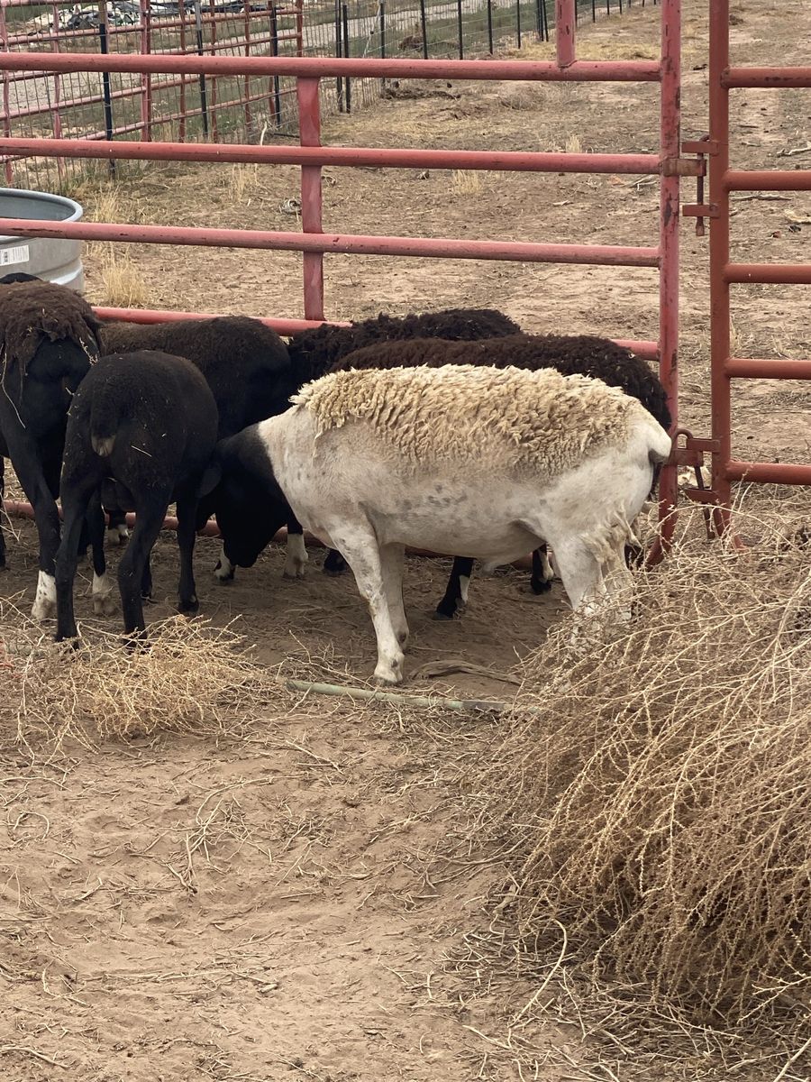 Dorper ram