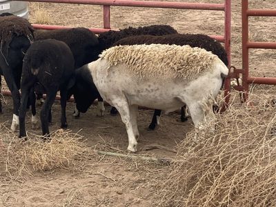 Dorper ram