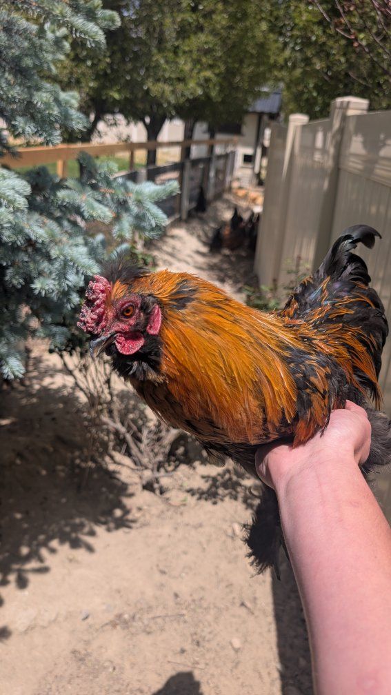 Cochin silkie rooster- 6 months old