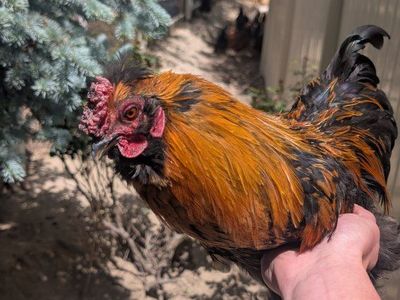 Cochin silkie rooster- 6 months old