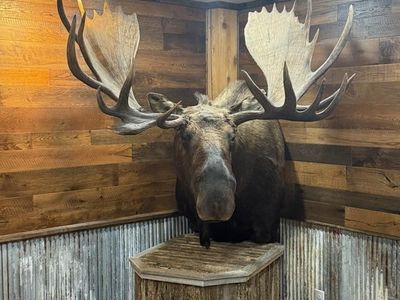 Custom taxidermy pedestals