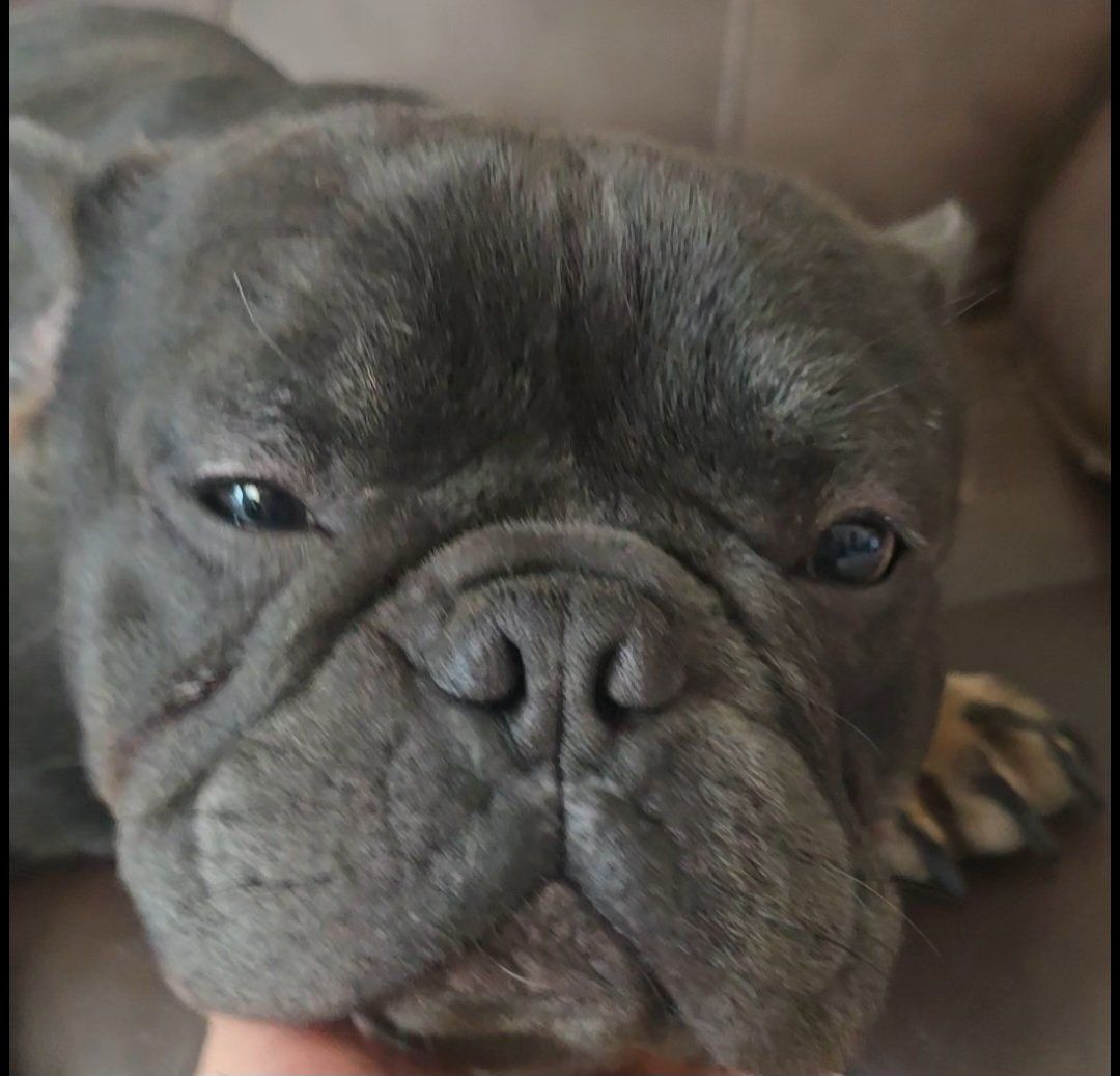 1 yr old Male French Bulldog
