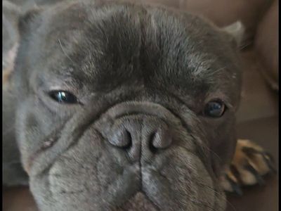 1 yr old Male French Bulldog
