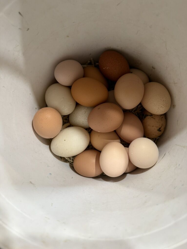 farm Fresh Chicken Eggs