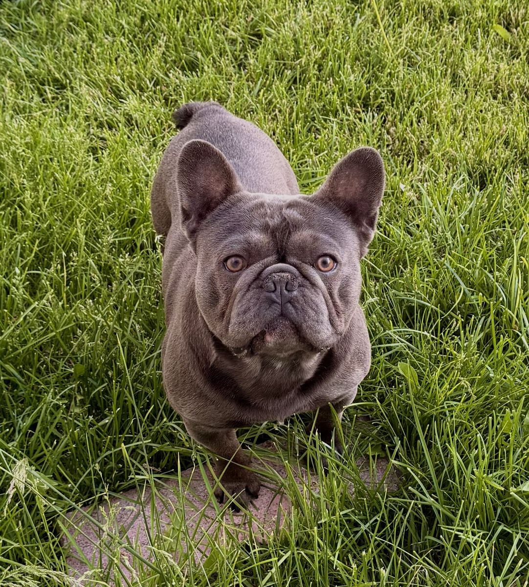 French bulldog