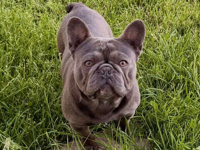 French bulldog