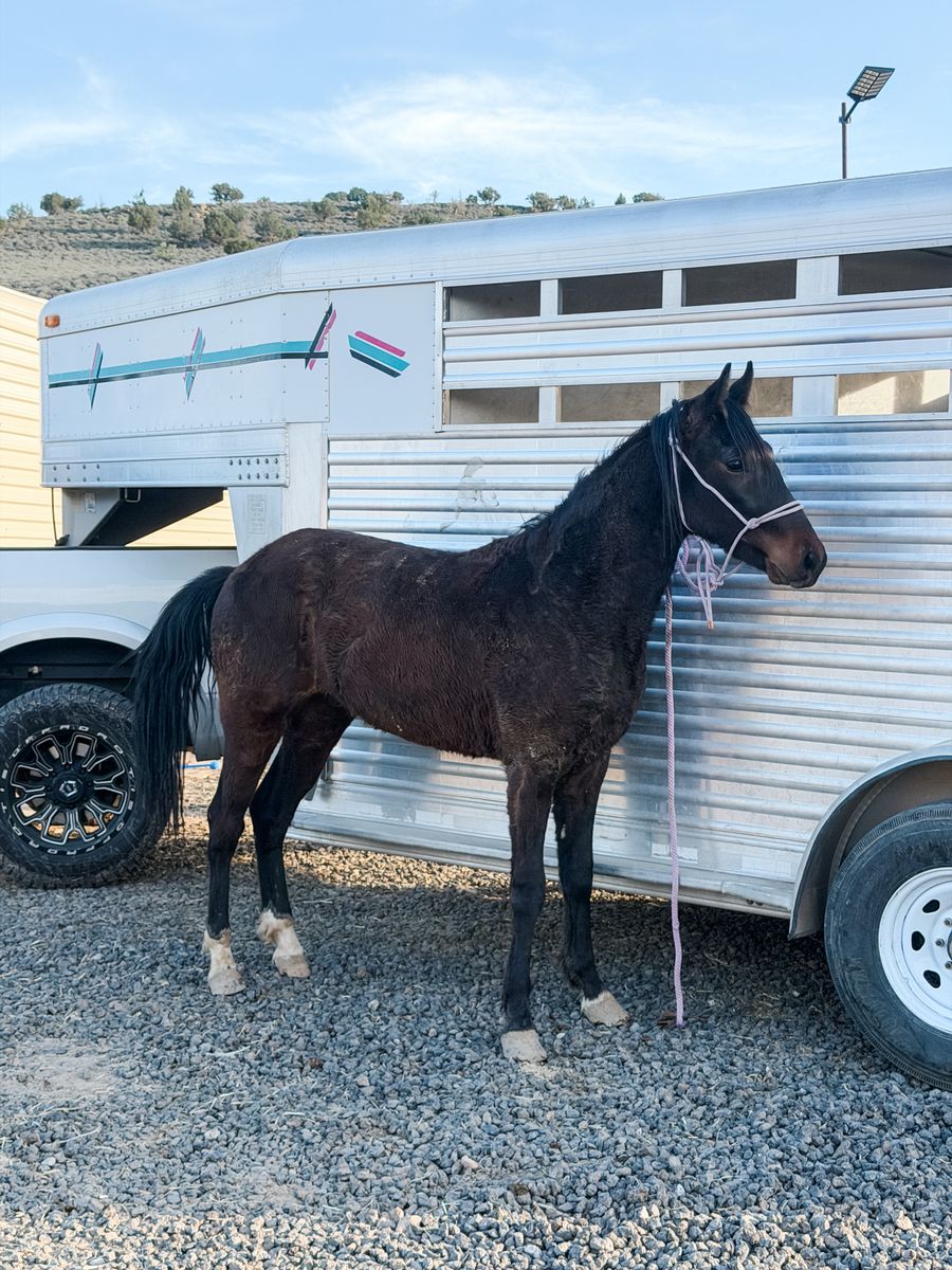 2 Year Old Walking Horse