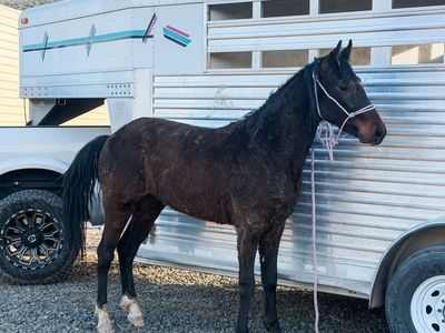 2 Year Old Walking Horse