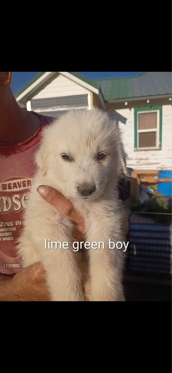 Great Pyrenees Puppies - 9 Weeks Old, First Shots, Ready for Forever Home!
