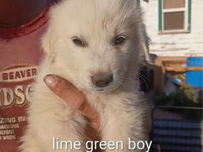 Great Pyrenees Puppies - 9 Weeks Old, First Shots, Ready for Forever Home!