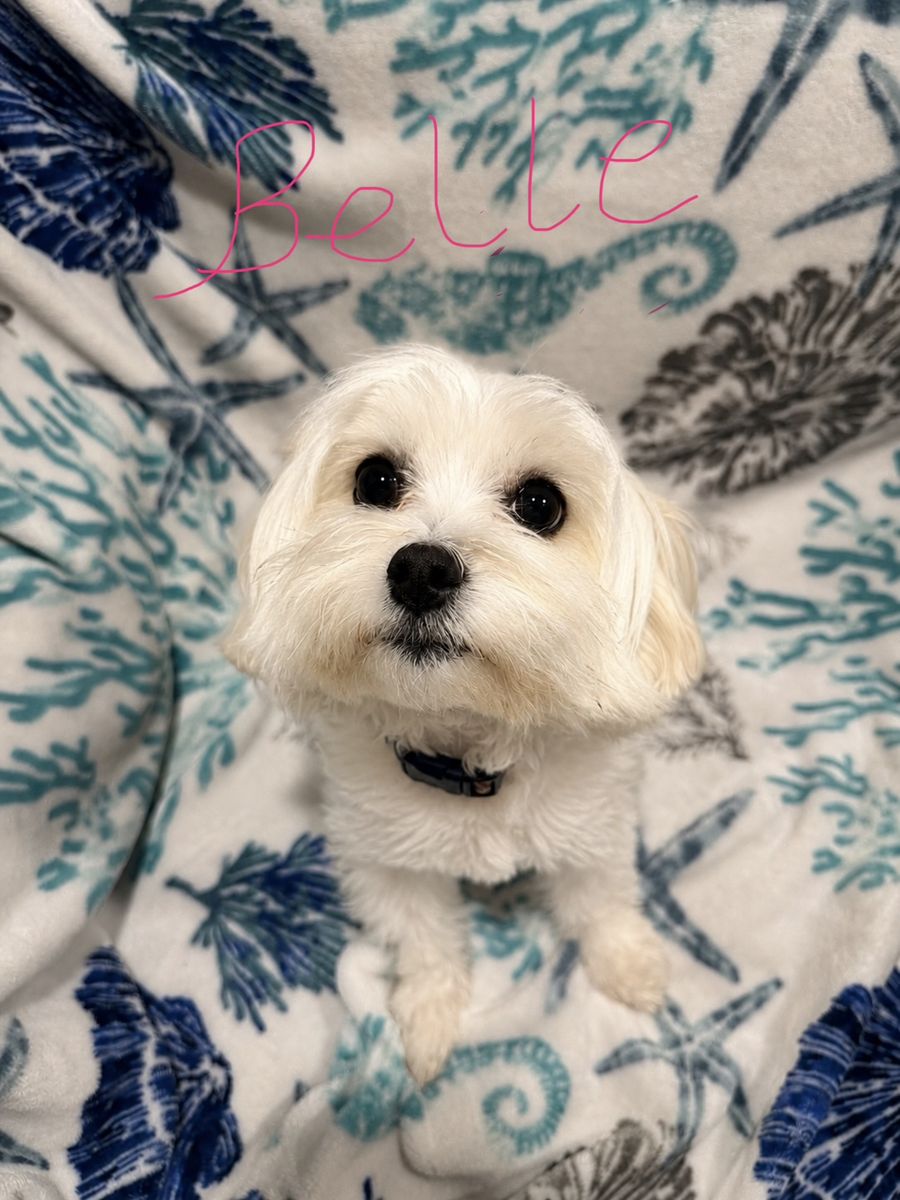 Coton de Tulear x Toy Poodle Puppies | Pooton (Cotonpoo) | Low to No Shedding | Family Raised