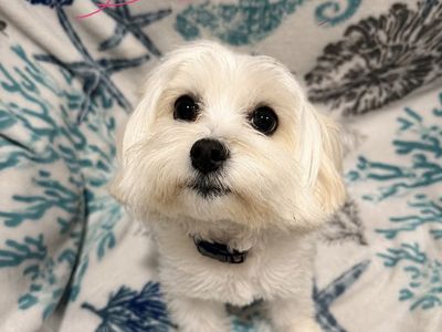 Coton de Tulear x Toy Poodle Puppies | Pooton (Cotonpoo) | Low to No Shedding | Family Raised