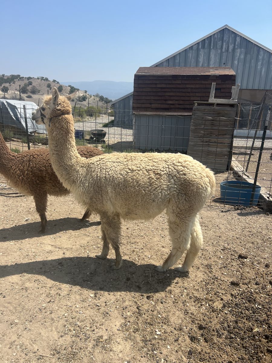 Female Alpaca and male cria