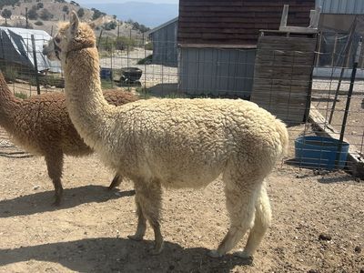 Female Alpaca and male cria