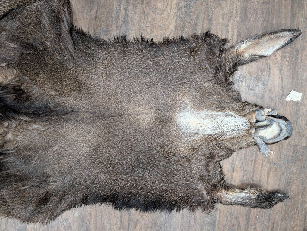 tanned mule deer cape
