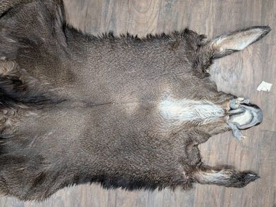tanned mule deer cape