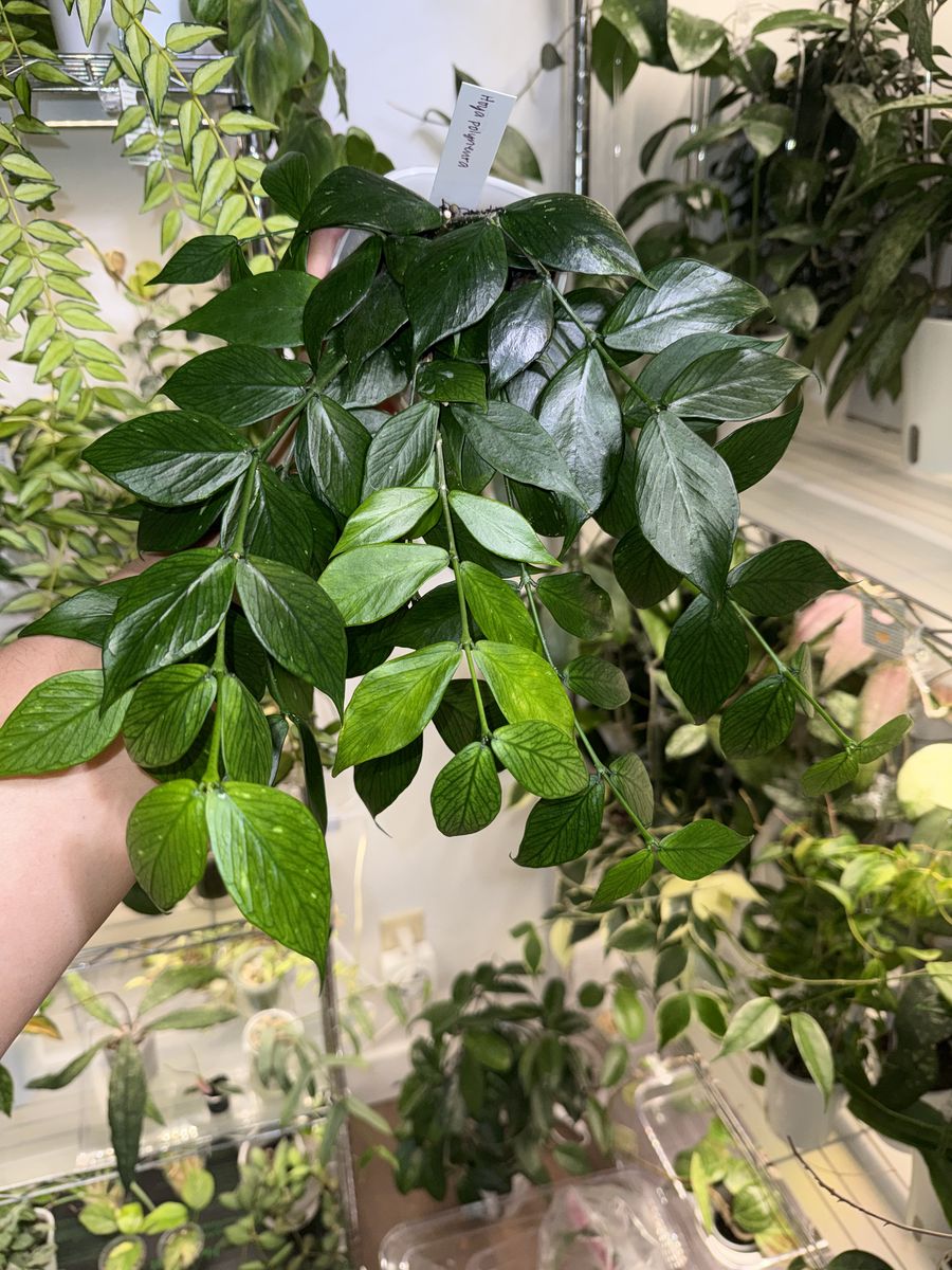 Hoya polyneura - Plant