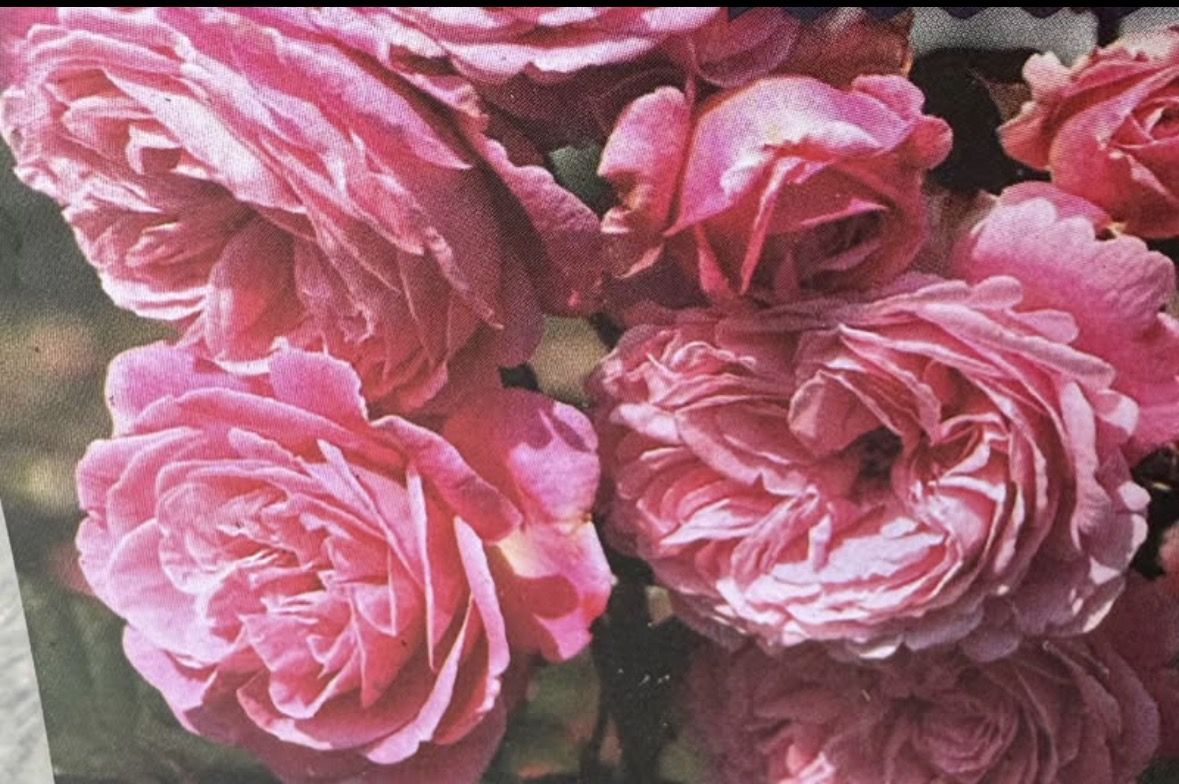 Rose perfuma summer romance