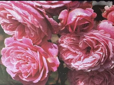 Rose perfuma summer romance