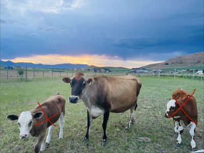 Registered A2/A2 Jersey and calf