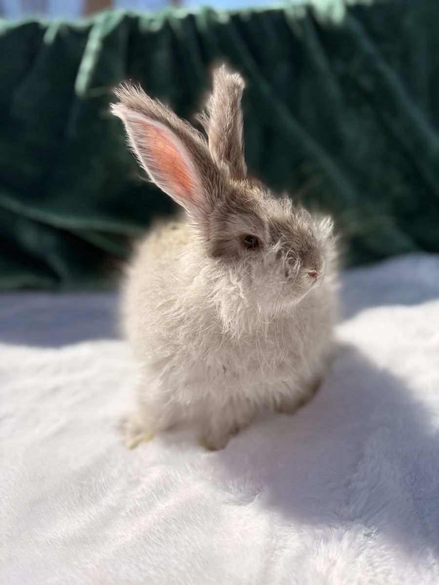 Pedigreed English Angora Doe Bunny Rabbit