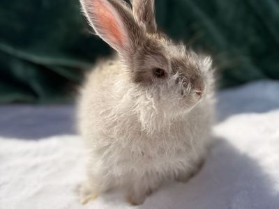 Pedigreed English Angora Doe Bunny Rabbit