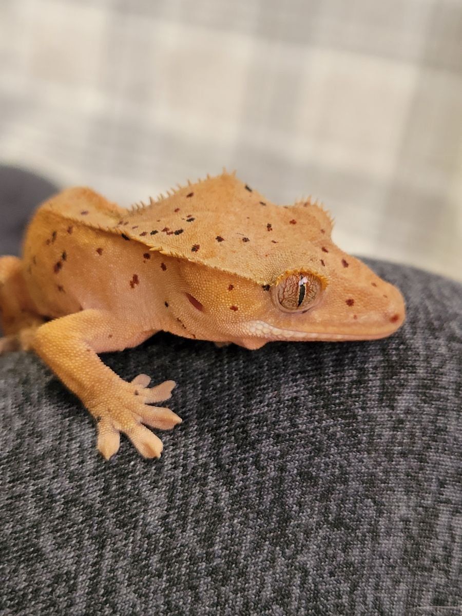 Baby Red Dalmation Crested Gecko