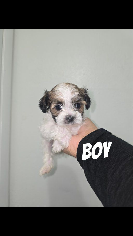 shih tzu yorkie puppies shorkie