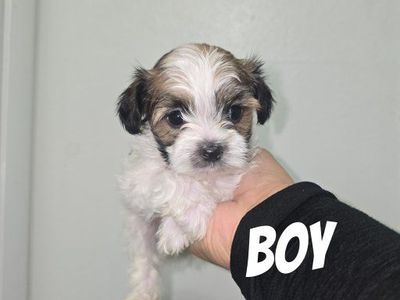 shih tzu yorkie puppies shorkie