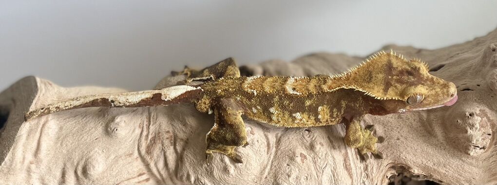 Crested Gecko