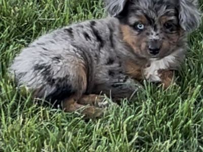 Adorable toy/Mini Aussie Puppies -