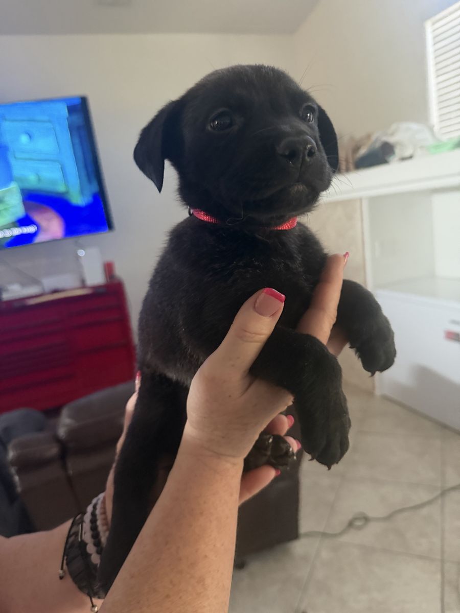 Rehome