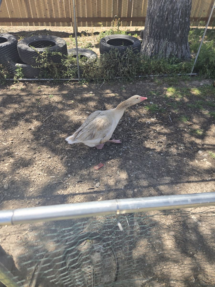 Buff Goose