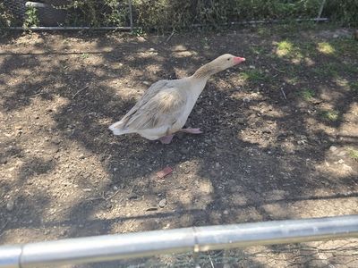 Buff Goose