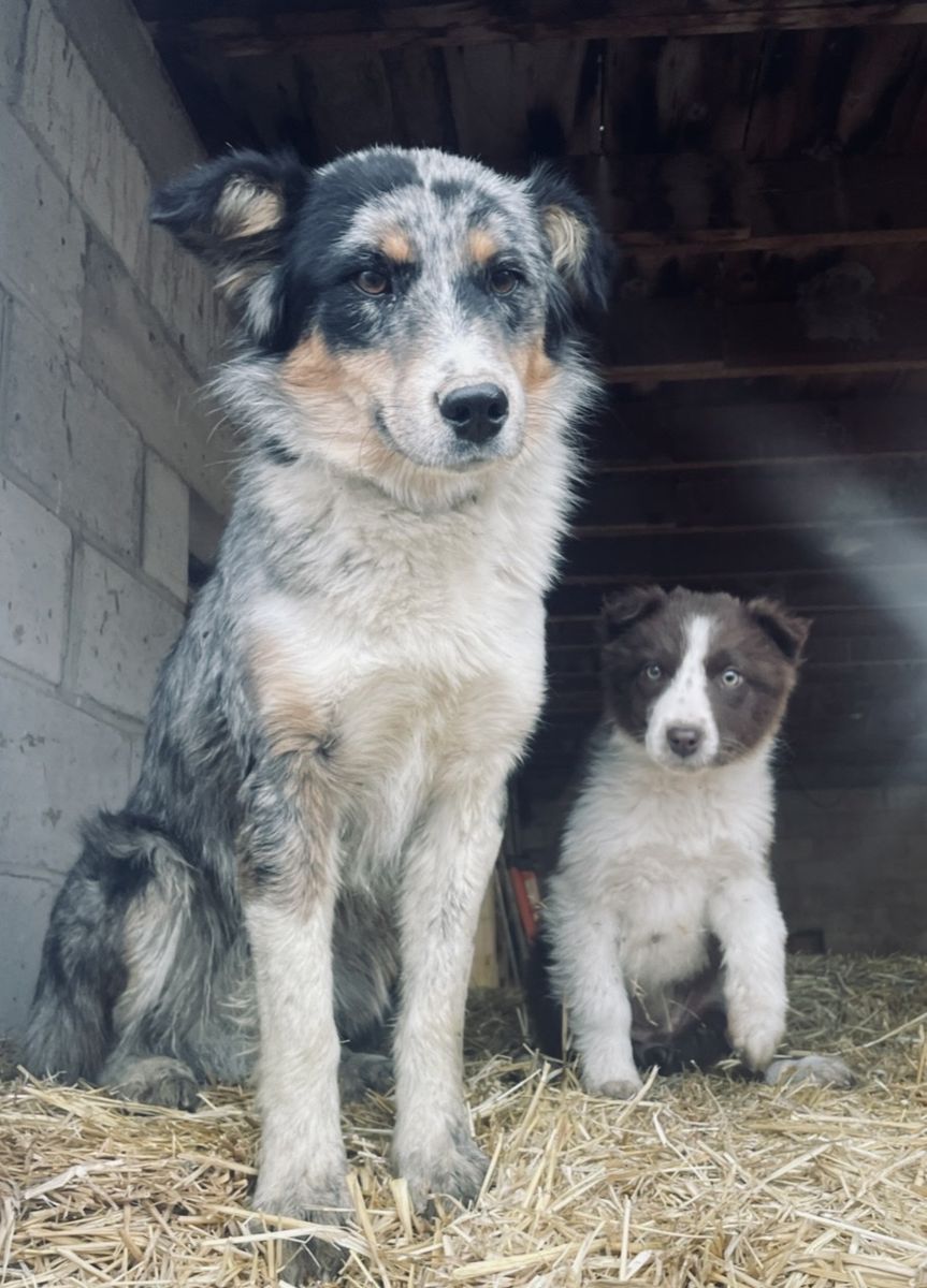 1-Year-Old Male Purebred Australian Shepherd - Friendly!