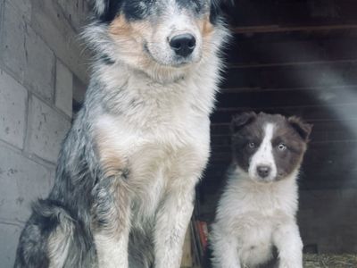 1-Year-Old Male Purebred Australian Shepherd - Friendly!