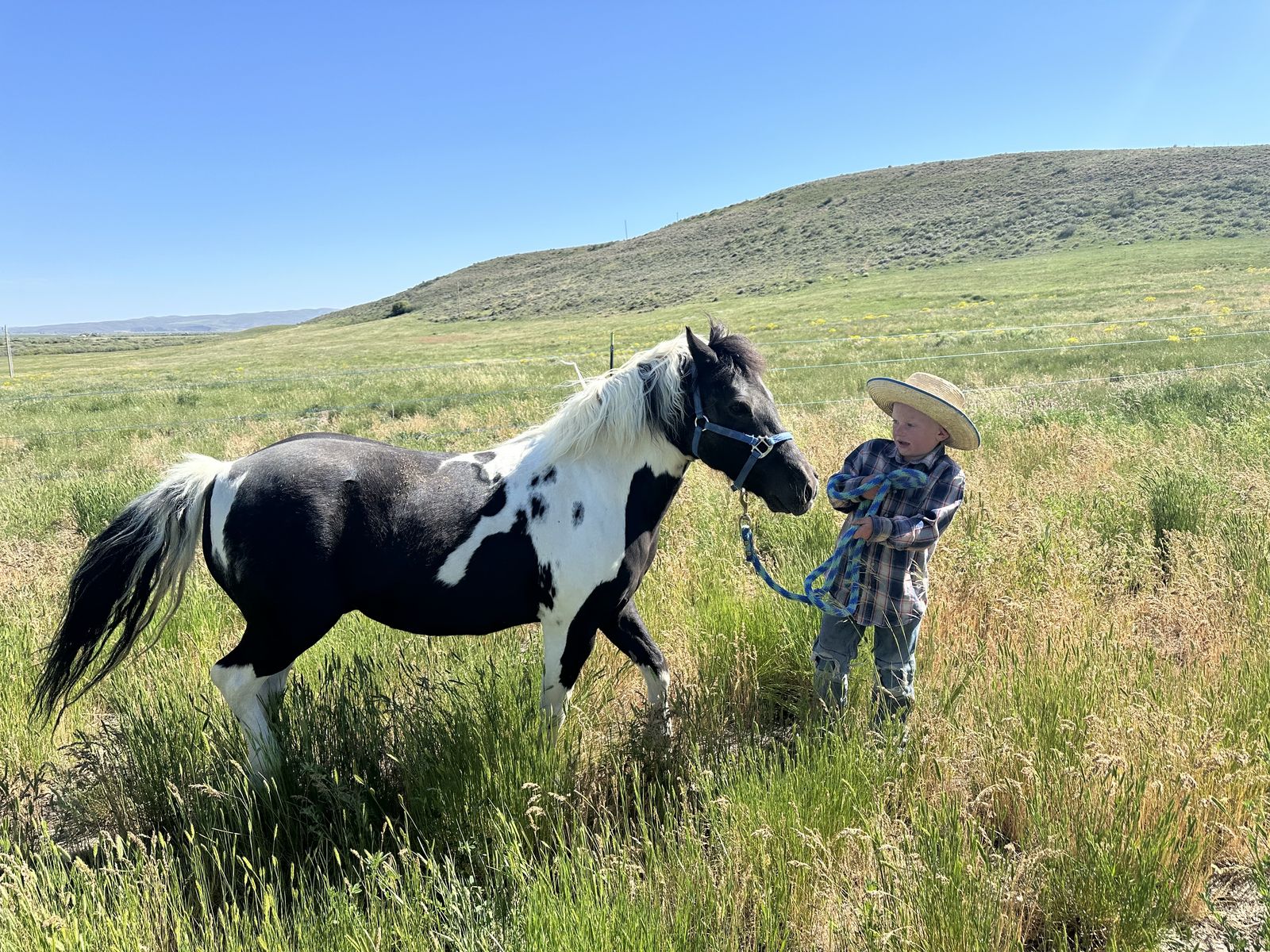 12 year old gelding pony