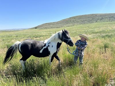 12 year old gelding pony