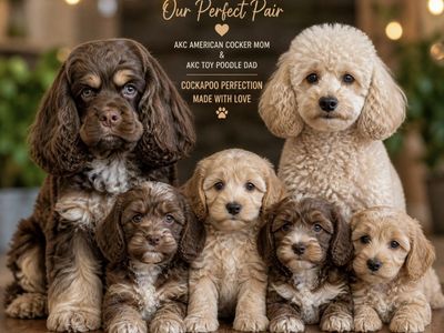 Mini Cockapoo Puppy AKC American Cocker/AKC Toy Poodle