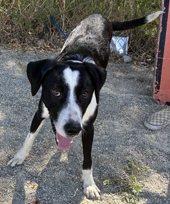 A163783 Kenny, Available for adoption