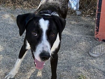 A163783 Kenny, Available for adoption